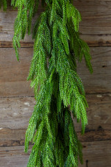 30 Iced Garden Norfolk Pine