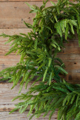 30 Iced Garden Norfolk Pine