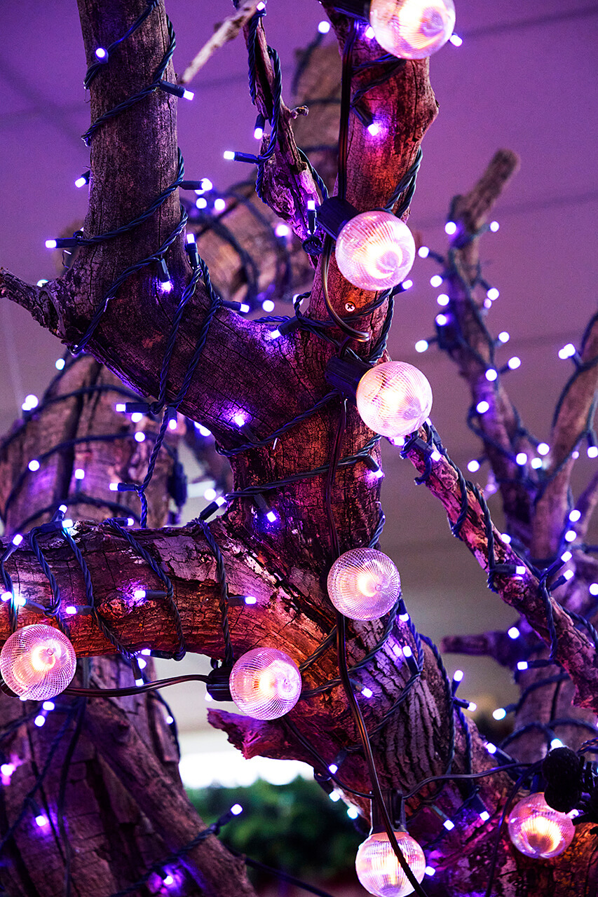 Small Borealis Lights hanging through trees.