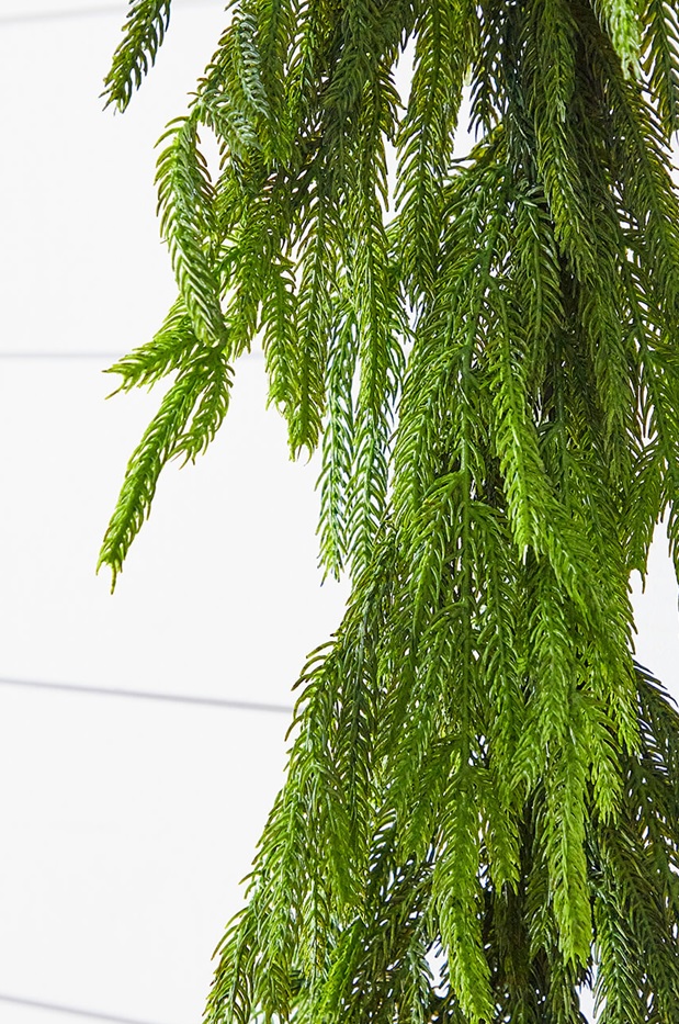 Norfolk pine garlands