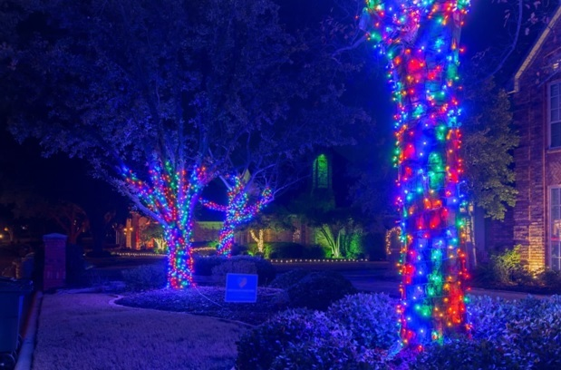 shrubs with christmas lights